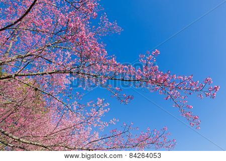 Pink Sakura flower blooming and blue sky background.