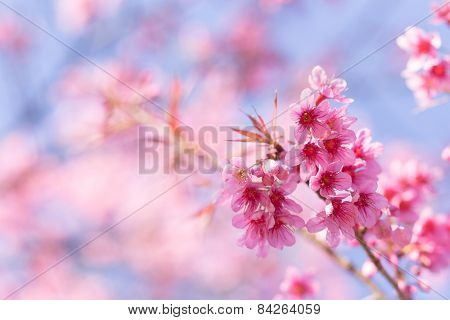 Pink Sakura flower blooming.