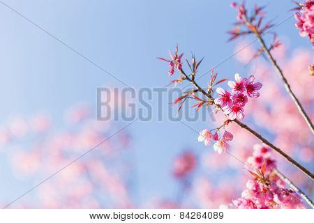 Pink Sakura flower blooming on blue sky background.