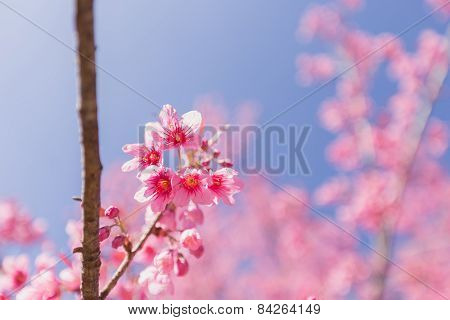 Pink Sakura flower blooming.