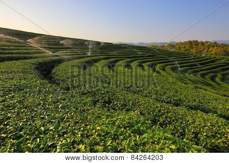 Beautiful fresh green tea plantation in Chiangrai, Thailand.