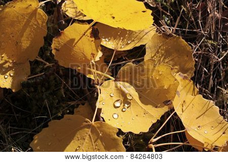 Yellow Cottonwood Leaves With Morning Dew