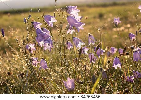 Bell Flower With Morning Dew