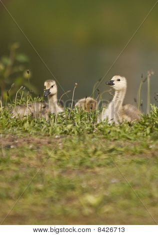 Um pato de alerta