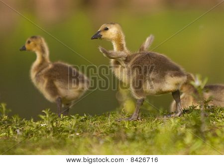 Um pato de alerta