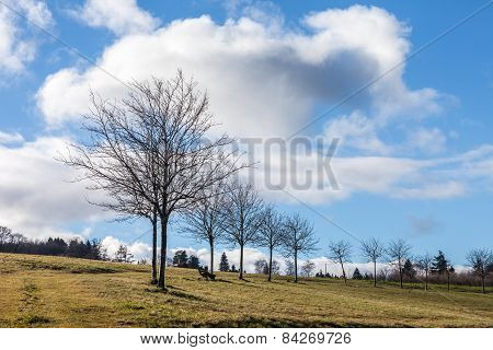 Row Of Trees In Winter