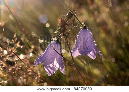 Bell Flower With Morning Dew