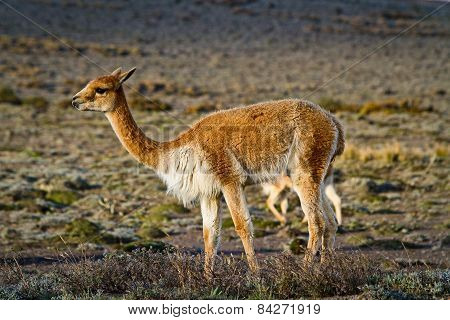 Beautiful vicugna in Chimborazo National Park, Ecuador