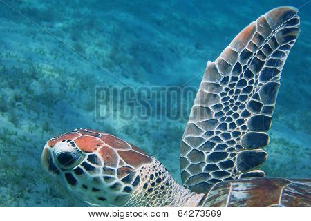 sea turtle swimming in the blue sea in egypt
** Note: Visible grain at 100%, best at smaller sizes