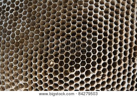 Bee's House
