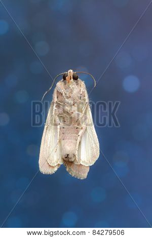Brazilian Moth Butterfly