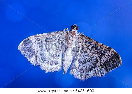 Brazilian Moth Butterfly
