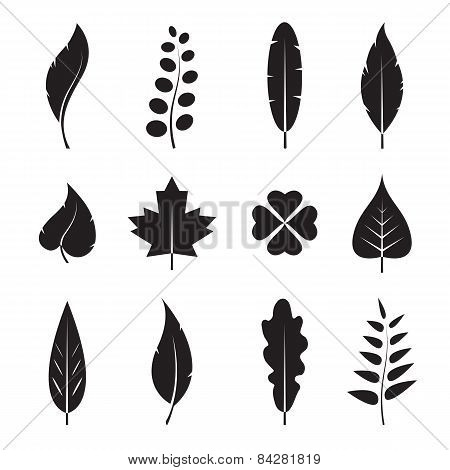 Vector Leaves Icon Set On White Background