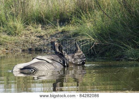 Greater One Horned Rhinoceros In Bardia, Nepal