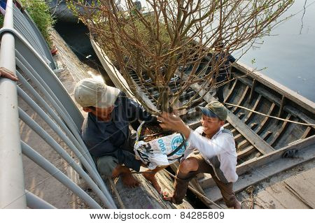 Boat, Spring Flower, Vietnam Tet