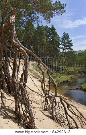 Tree roots