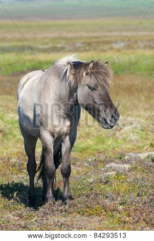 Icelandic Horses