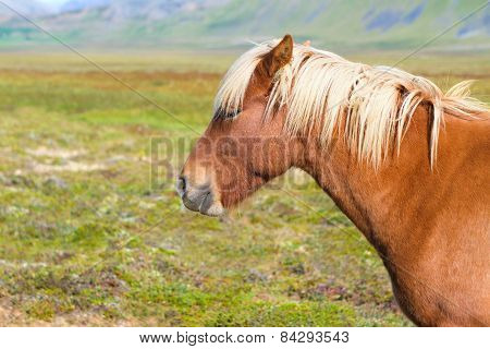 Icelandic Horse