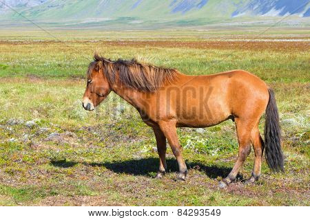 Icelandic Horse