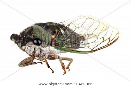 Cicada, Tibicen Linnei
