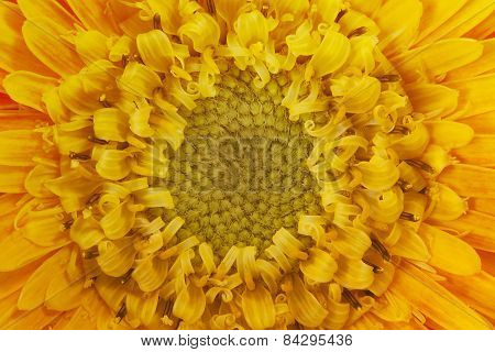 Gerbera flower