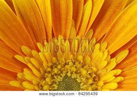 Gerbera flower
