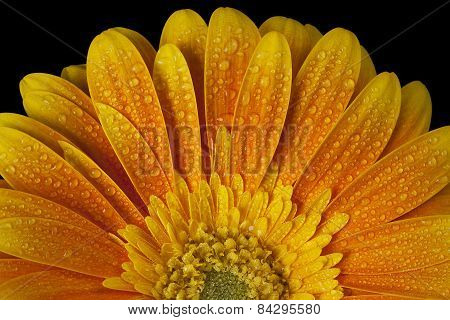 Gerbera flower