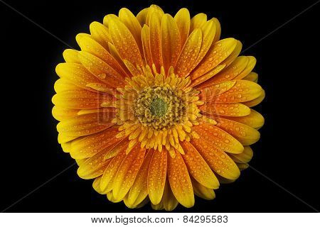 gerbera flower