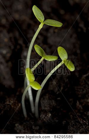 sprouts flowers