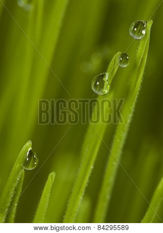 grass