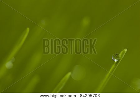 grass