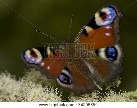 butterfly