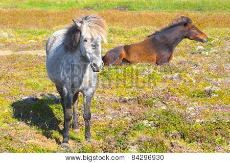 Two Icelandic Horses