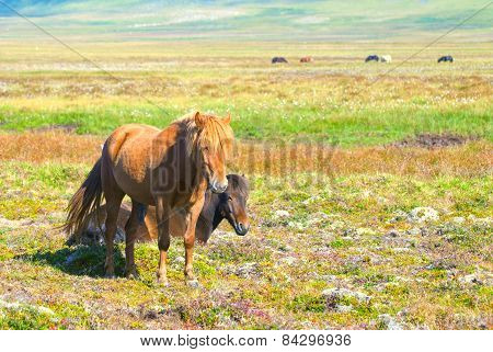 Two Icelandic Horses