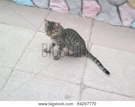 Small cat