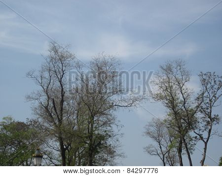 Trees