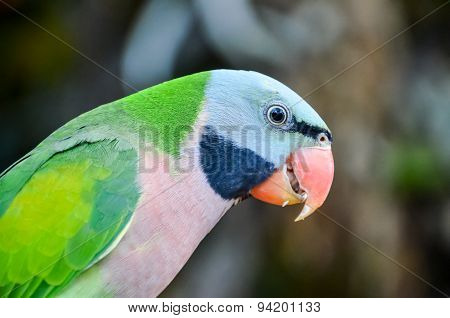 Parrot Tropical Bird