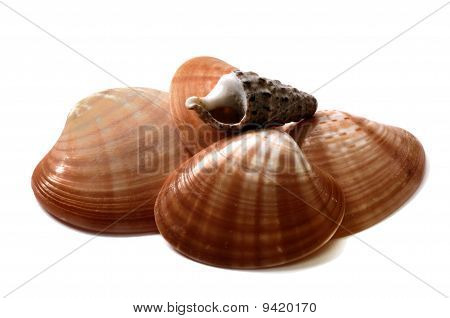 Sea Shell