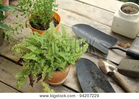 fern