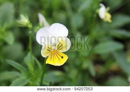 Pansy