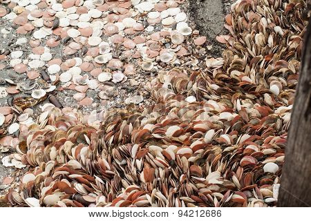 Seashells As Background,