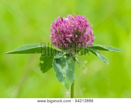Flower Of Red Clover On Blurred Green Macro, Selective Focus, Shallow Dof