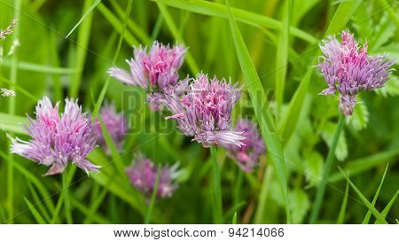 Purple Chives Blooming In The Herb Bed Macro, Selective Focus, Shallow Dof