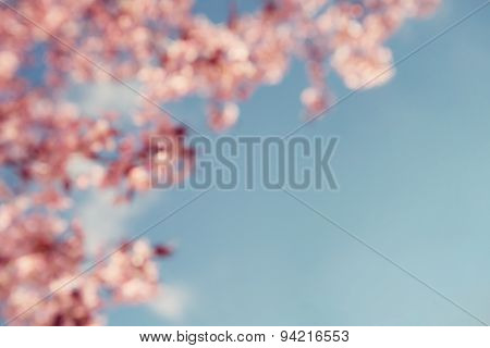 Cherry Tree (prunus Sargentii) Blossoms On Blurred Background