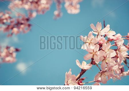 Closeup Of Cherry Tree (prunus Sargentii) Blossoms In Spring