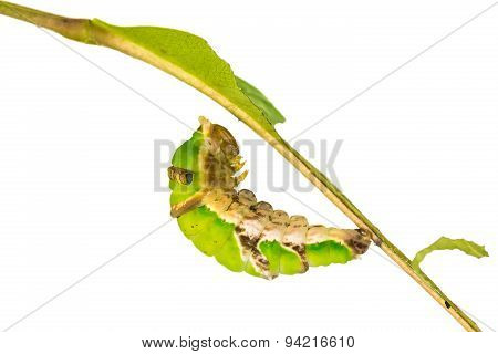 Mature Banded Swallowtail Caterpillar