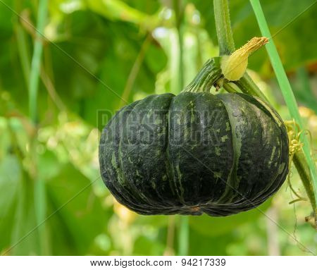 Winter Squash, Or Pumpkin On Its Tree