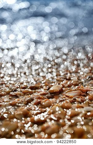 Wet Shells On The Sea Shore