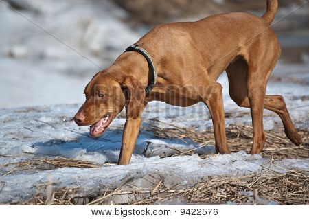 Vizsla Húngaro perro en invierno