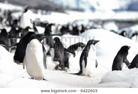 Colonia di pinguini Adelie